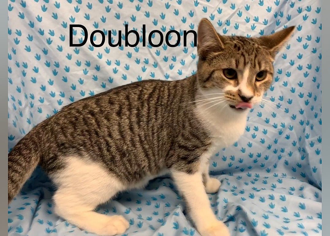 Doubloon