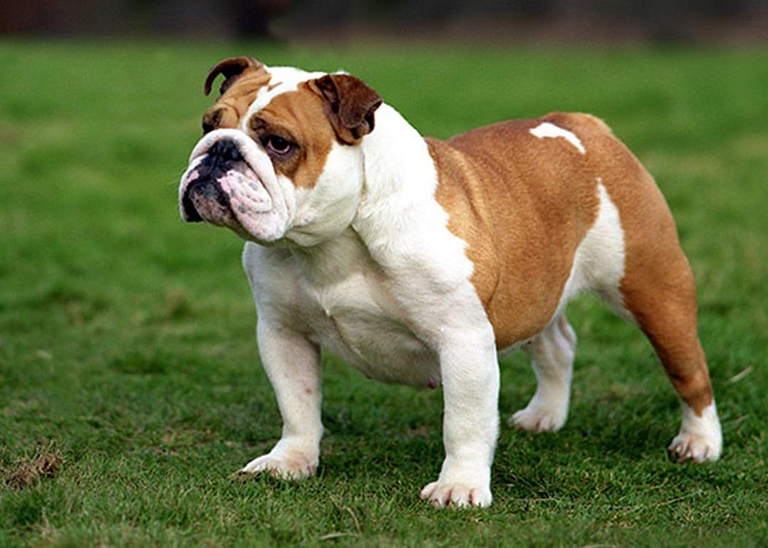 Bulldog