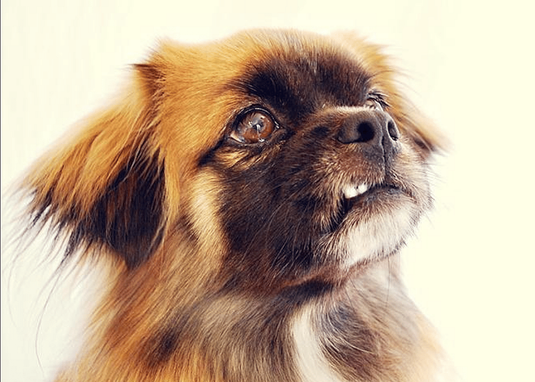 #7. Tibetan spaniel (tie)