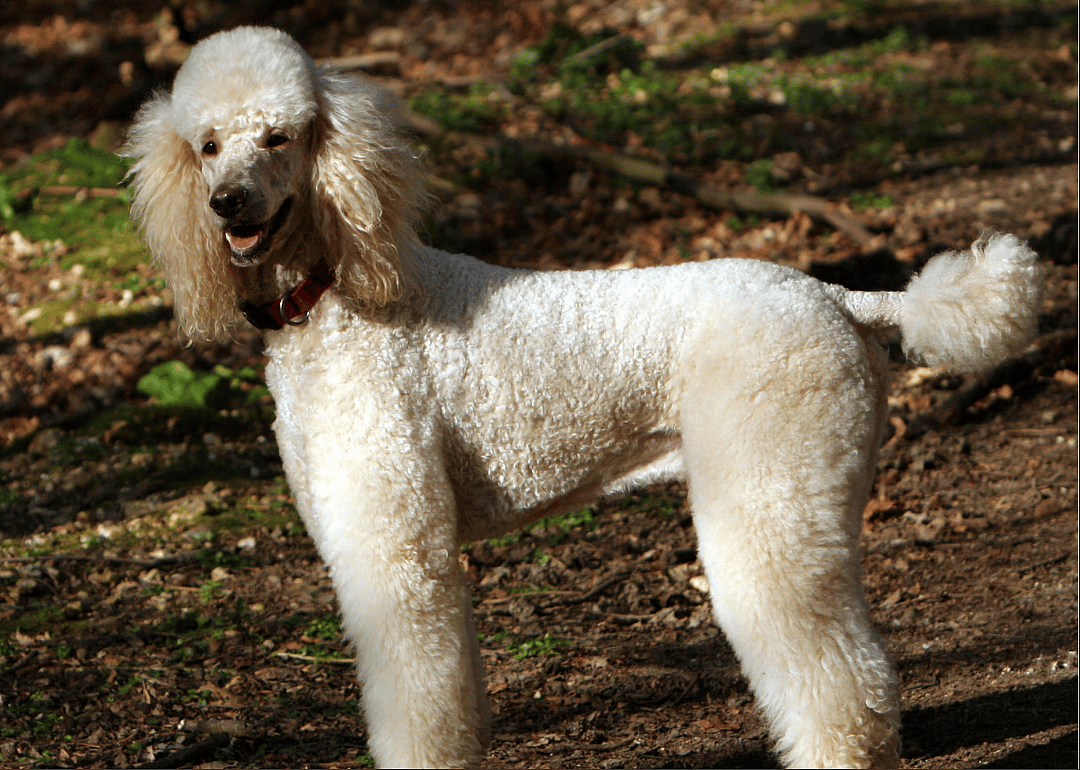 #7. Poodle (tie)