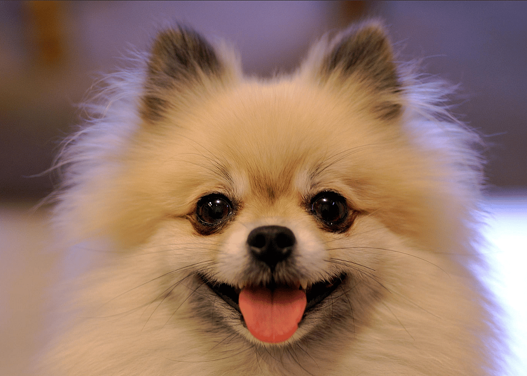 #7. Pomeranian (tie)