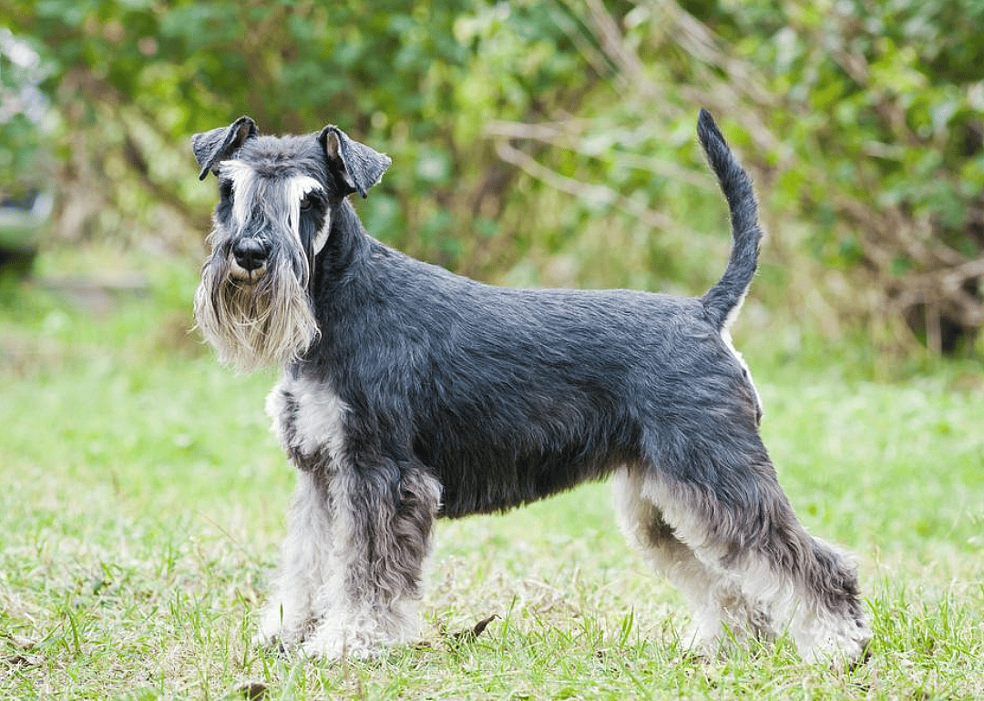 #7. Miniature schnauzer (tie)