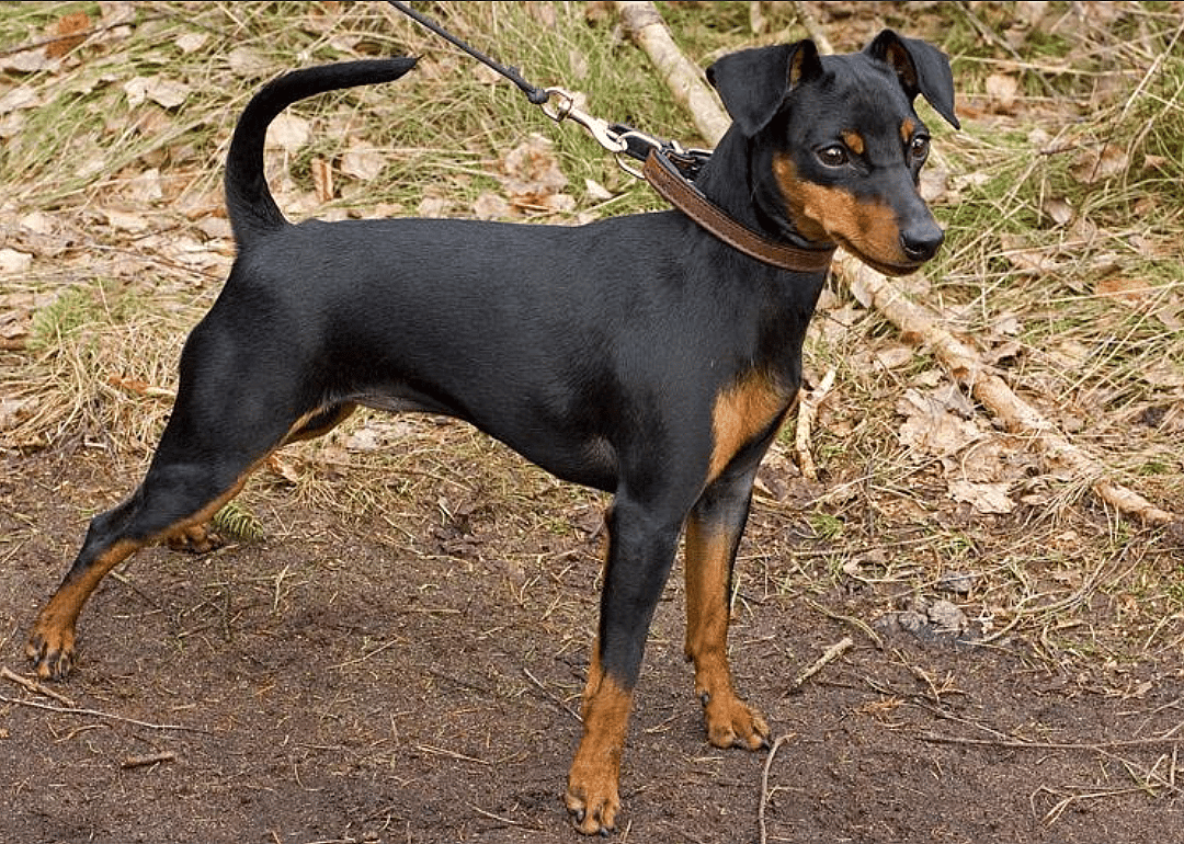 #7. Miniature pinscher (tie)