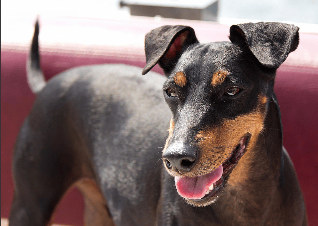 #7. Manchester terrier (tie)