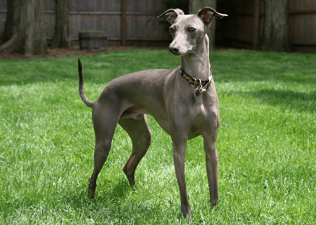 #7. Italian greyhound (tie)
