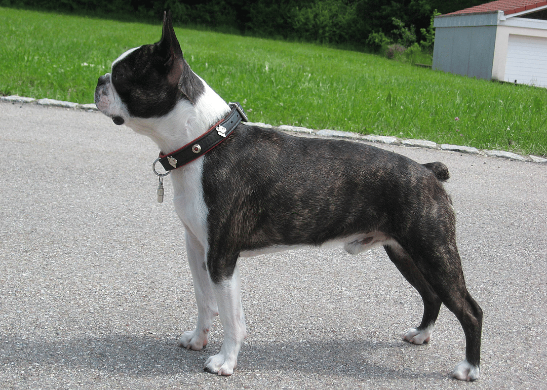 #7. Boston terrier (tie)