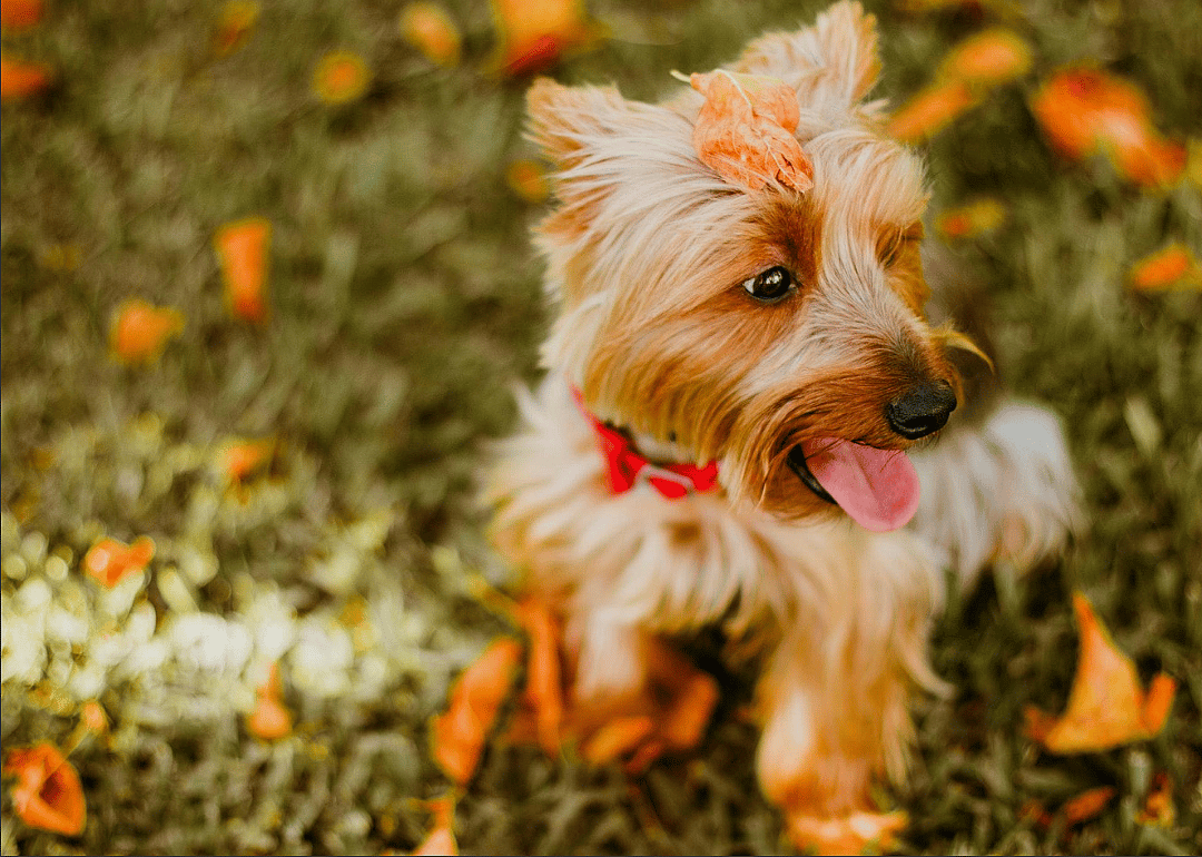 #7. Australian terrier (tie)