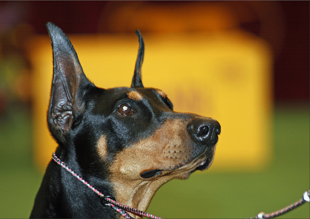 #5. Toy Manchester terrier (tie)