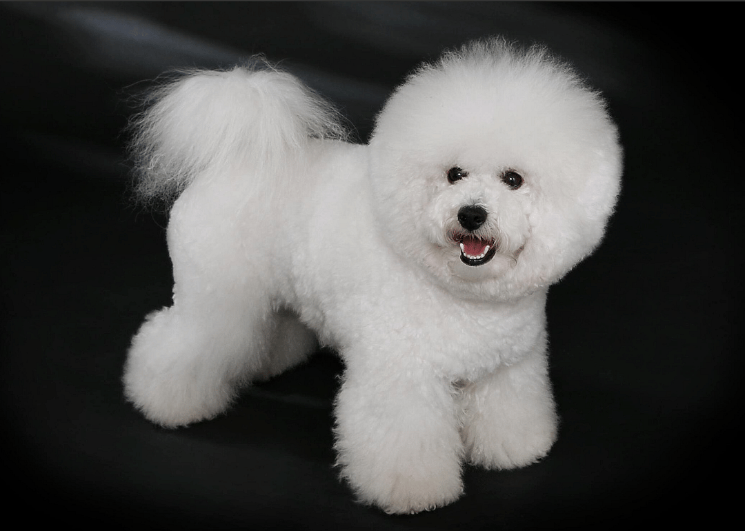 #5. Bichon frise (tie)