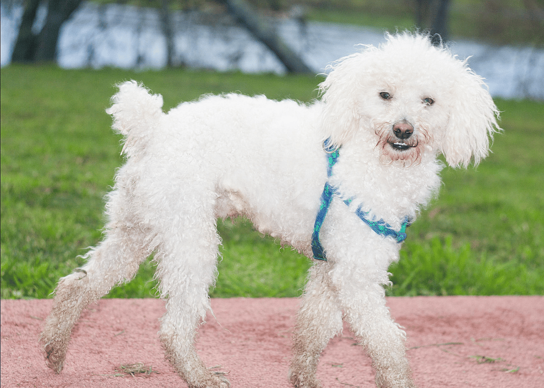 #2. Toy poodle (tie)