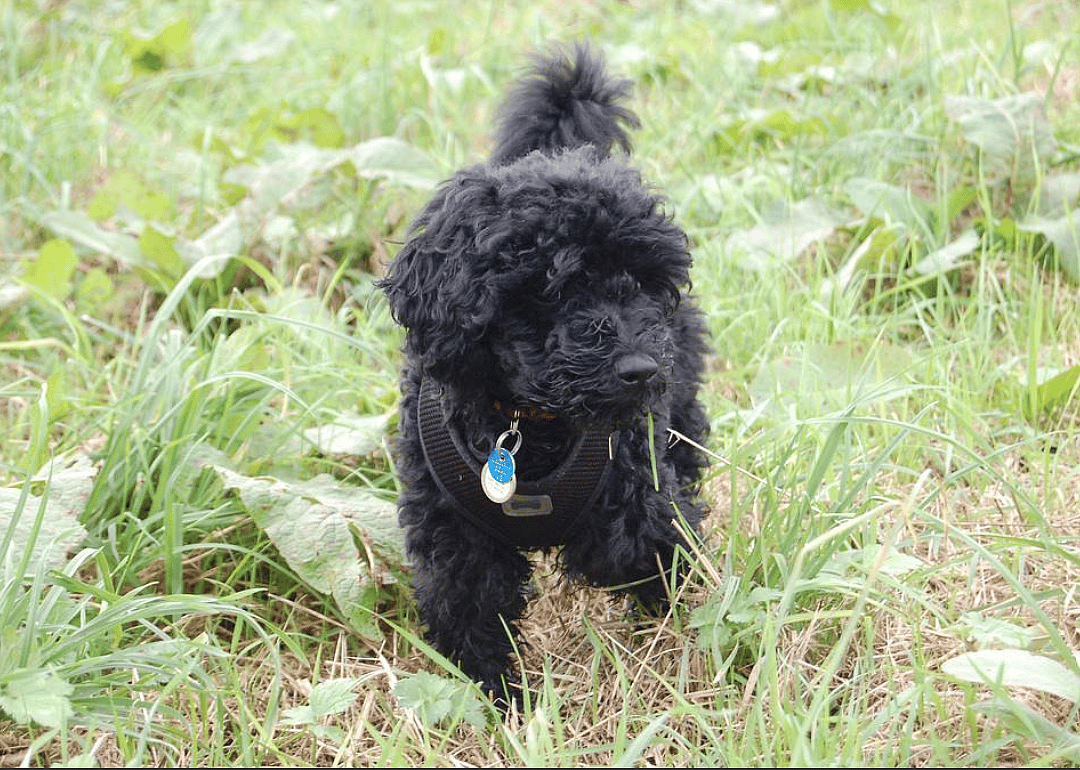 #2. Miniature poodle (tie)