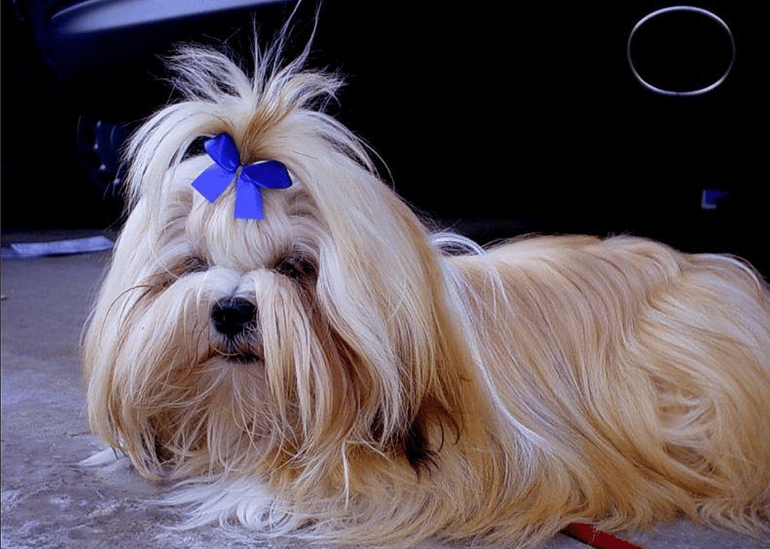 #2. Lhasa apso (tie)