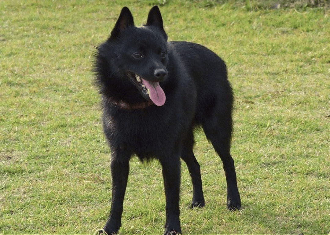 #1. Schipperke
