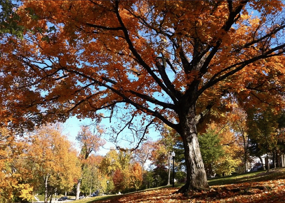 #5. Tyler Park