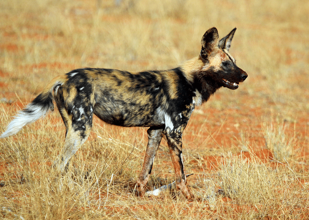 African wild dog