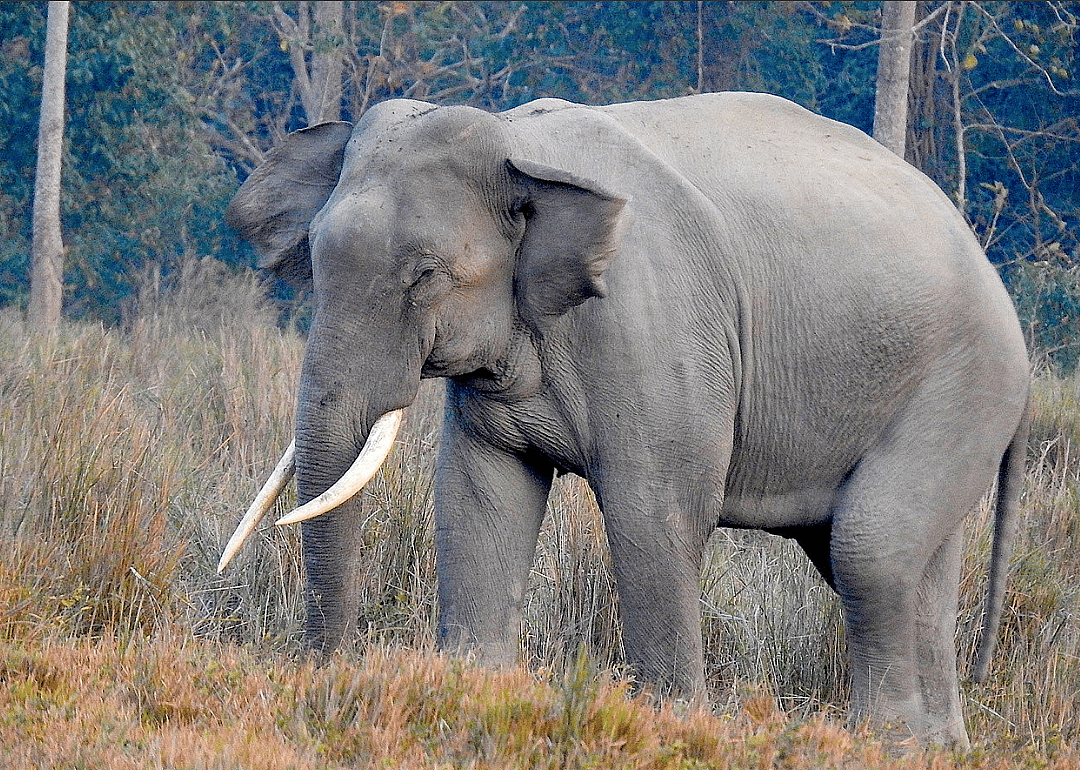 Asian elephant