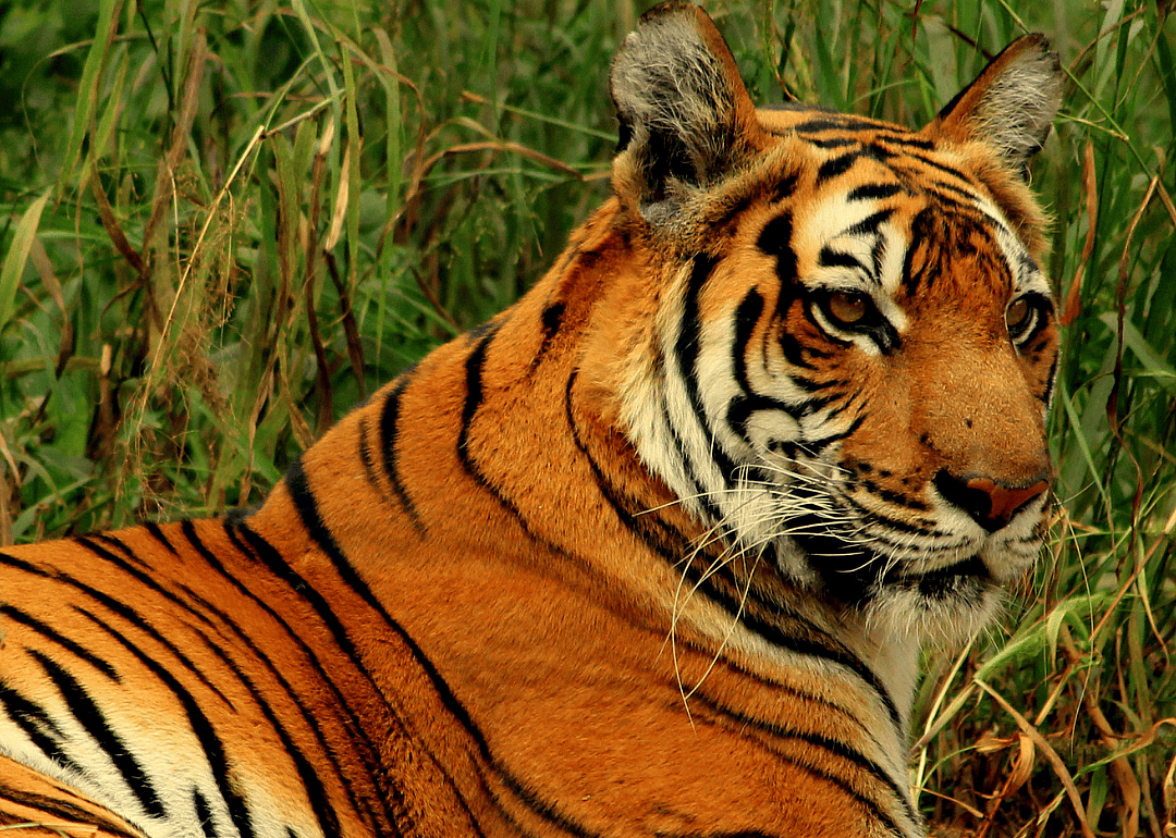 Bengal tiger