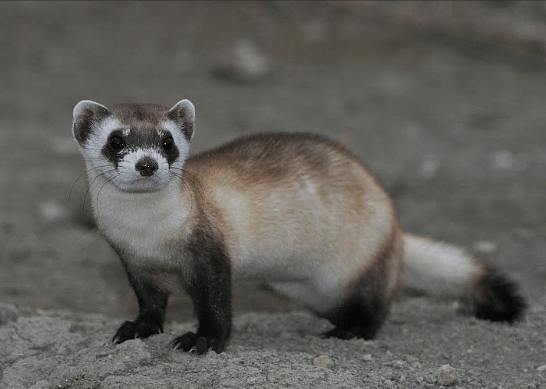 Black-footed ferret