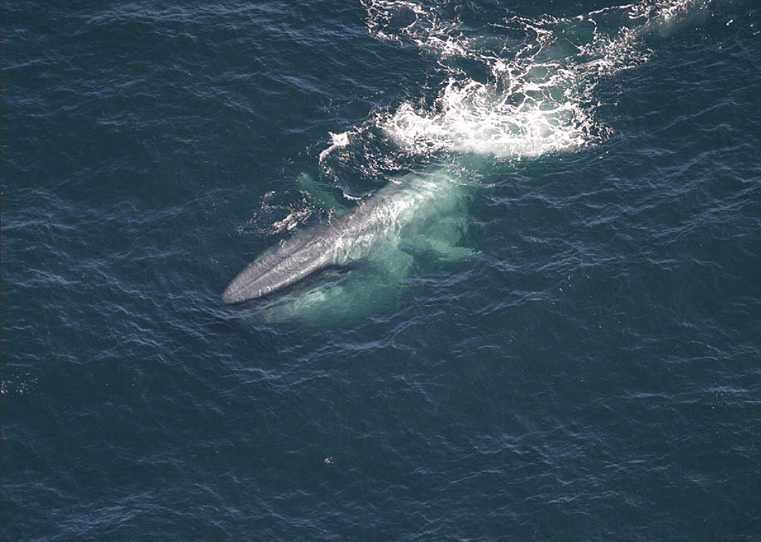 Blue whale