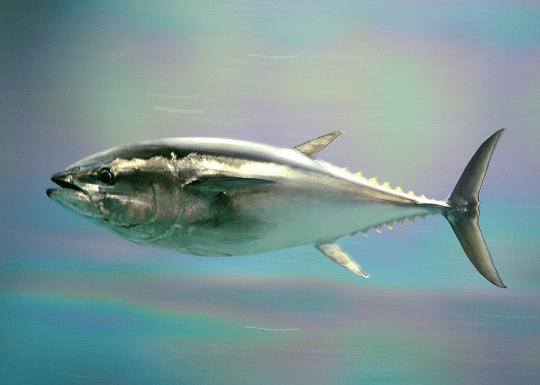 Bluefin tuna