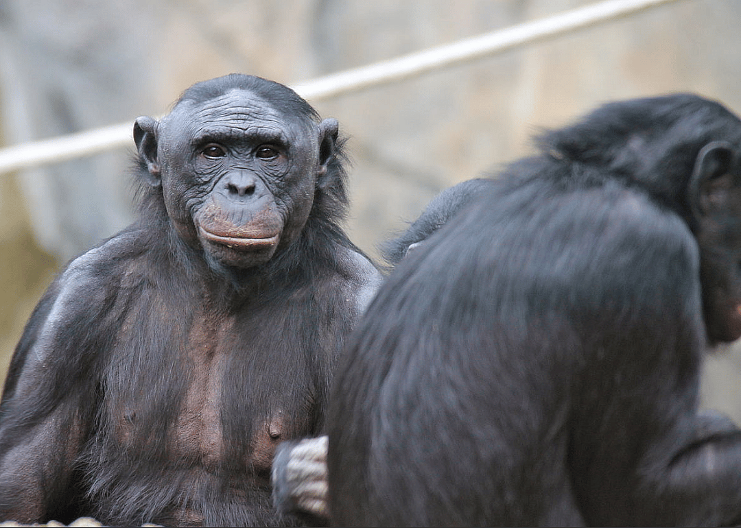 Bonobo