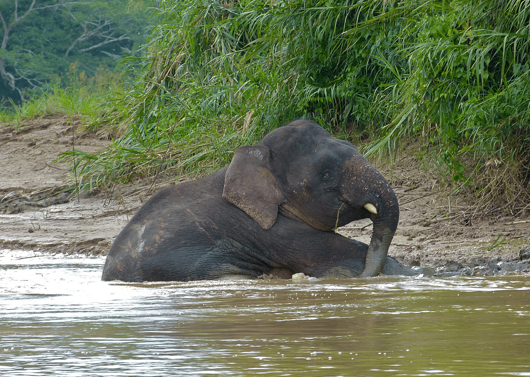 Borneo pygmy elephant