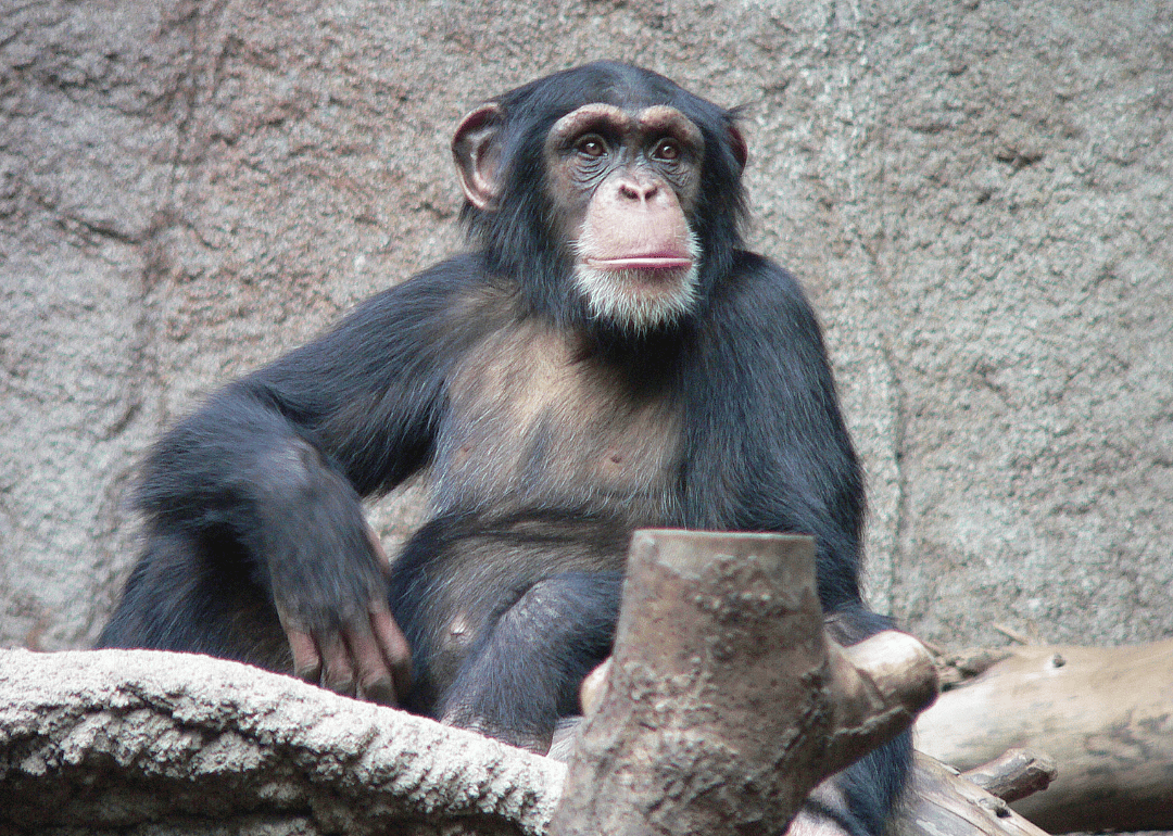 Chimpanzee