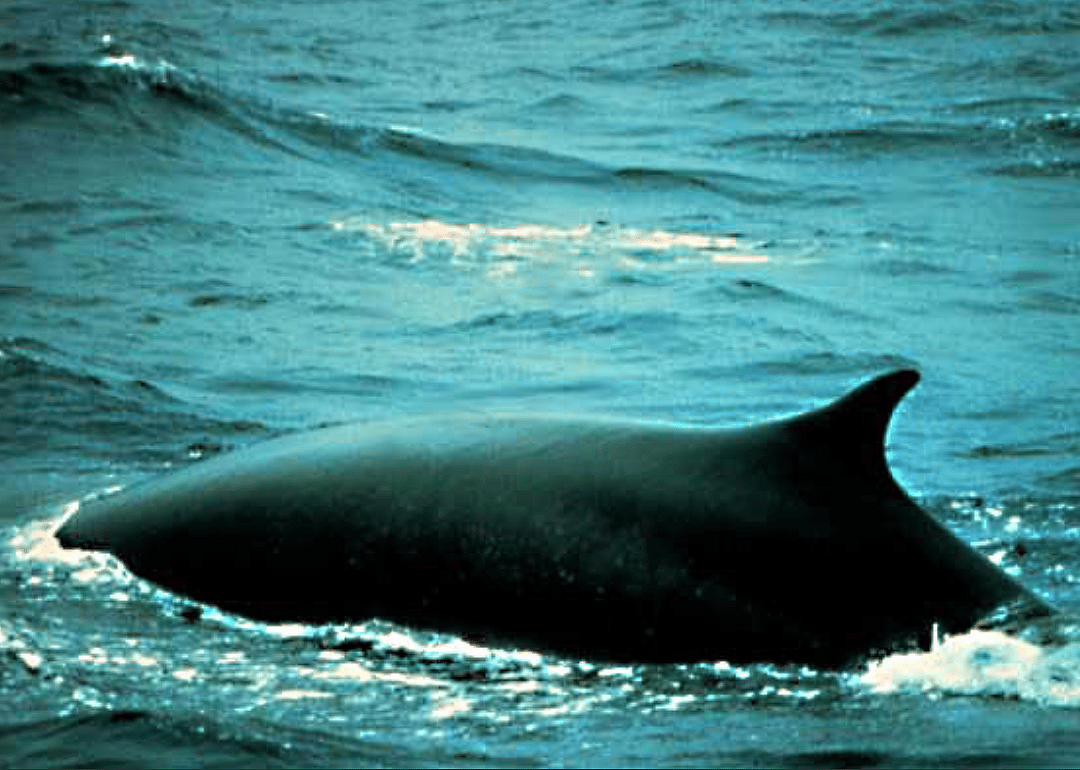 Fin whale