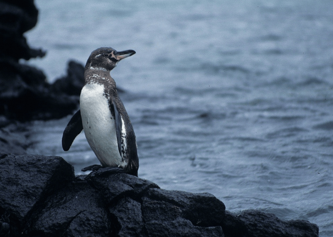 Galapagos penguin