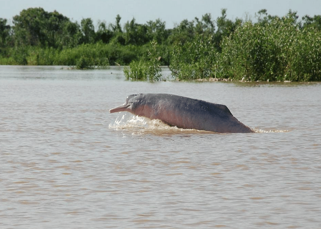 Ganges river dolphin