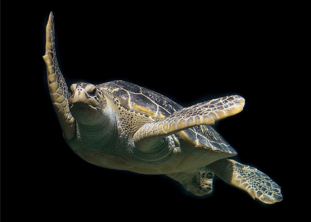 Green turtle