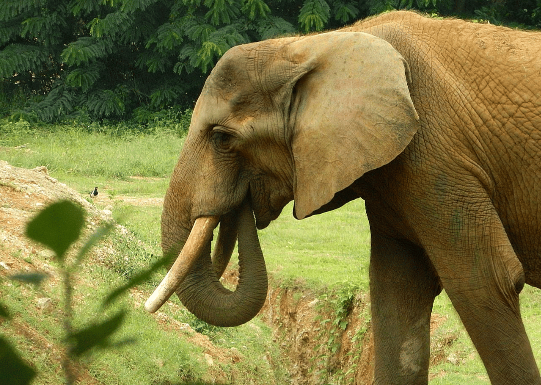 Indian elephant