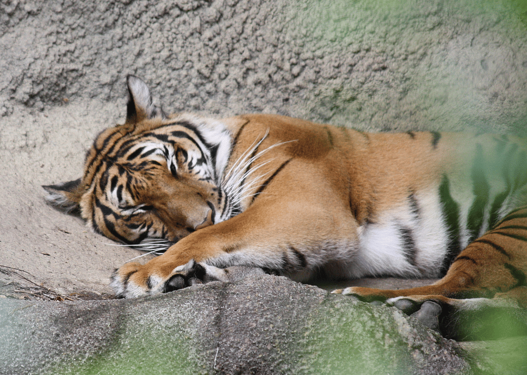 Indochinese tiger