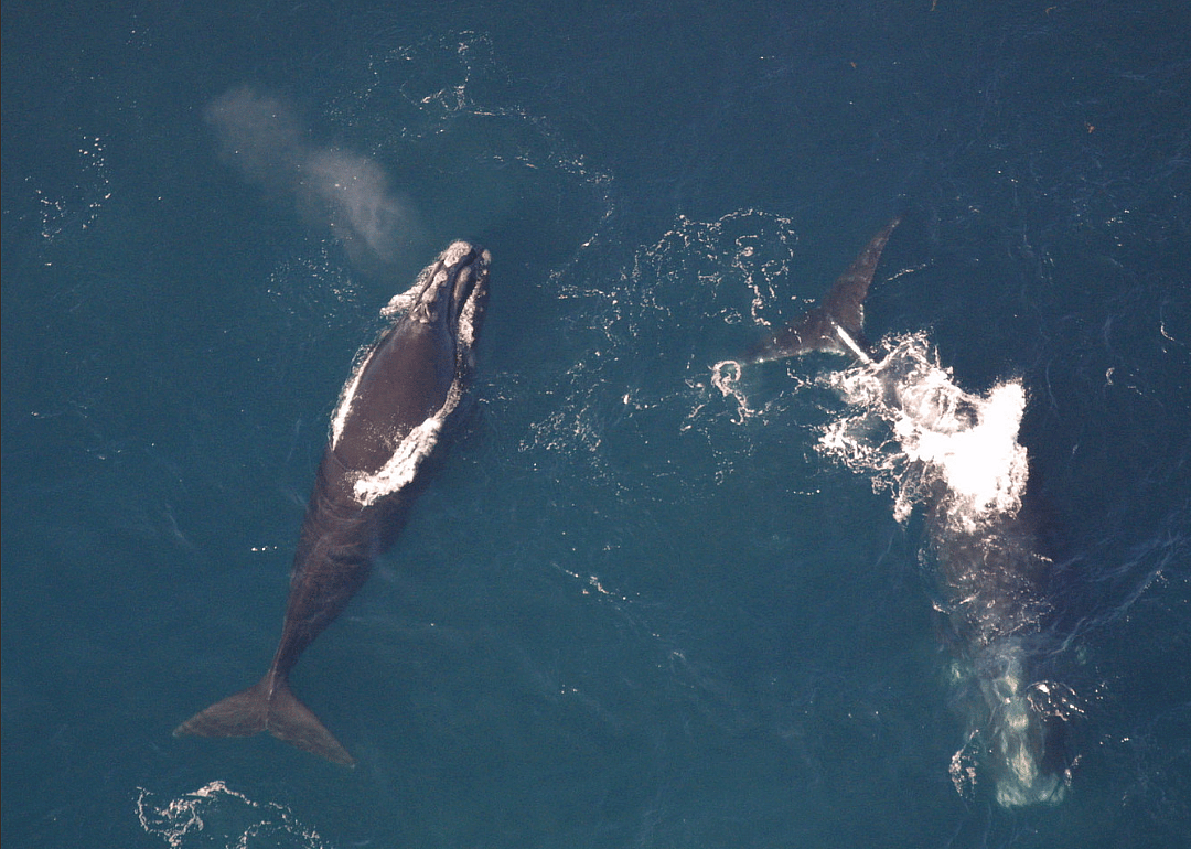 North Atlantic right whale