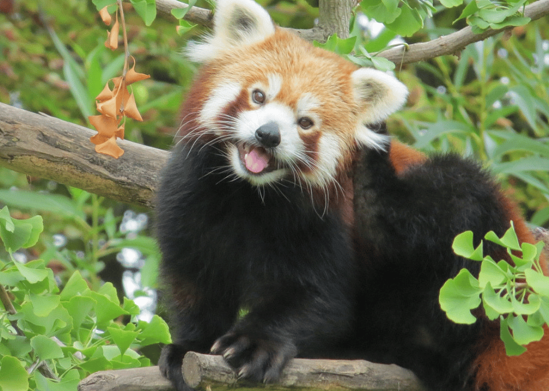 Red panda