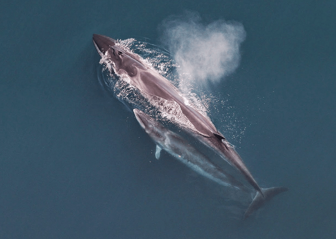 Sei whale