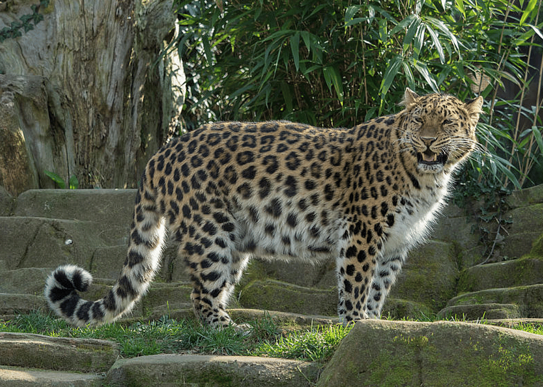 Amur leopard