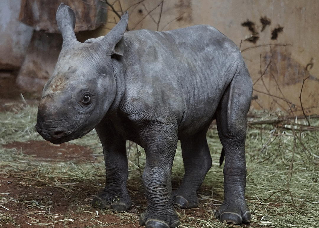 Black rhino