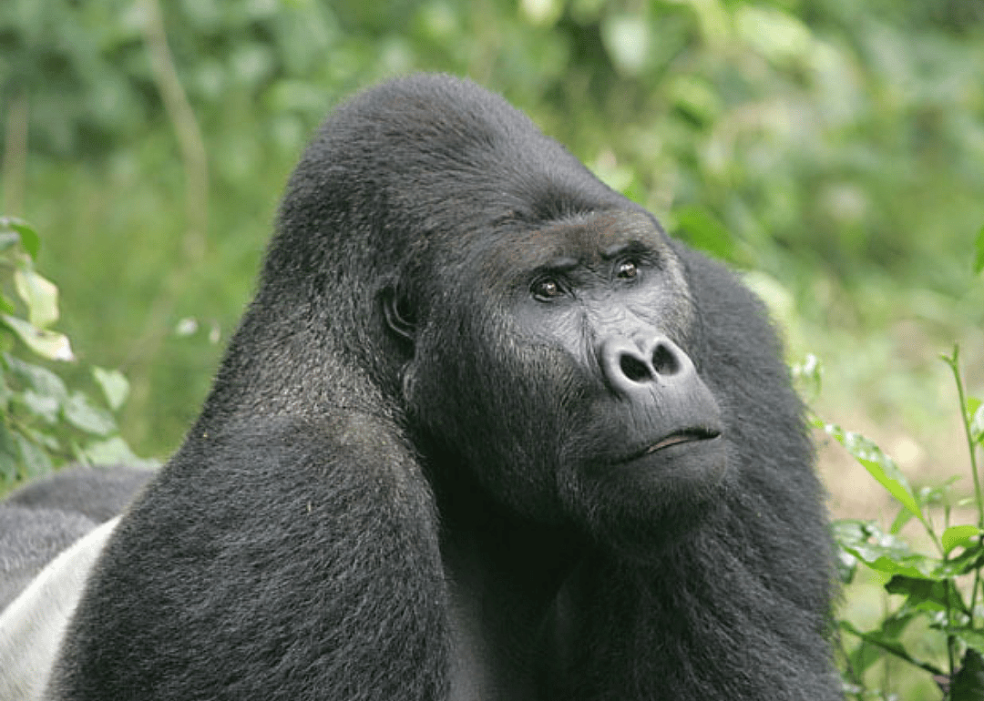 Eastern lowland gorilla