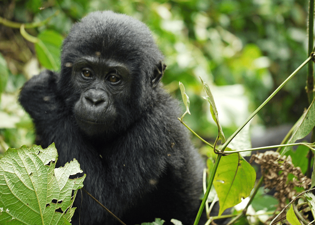 Mountain gorilla