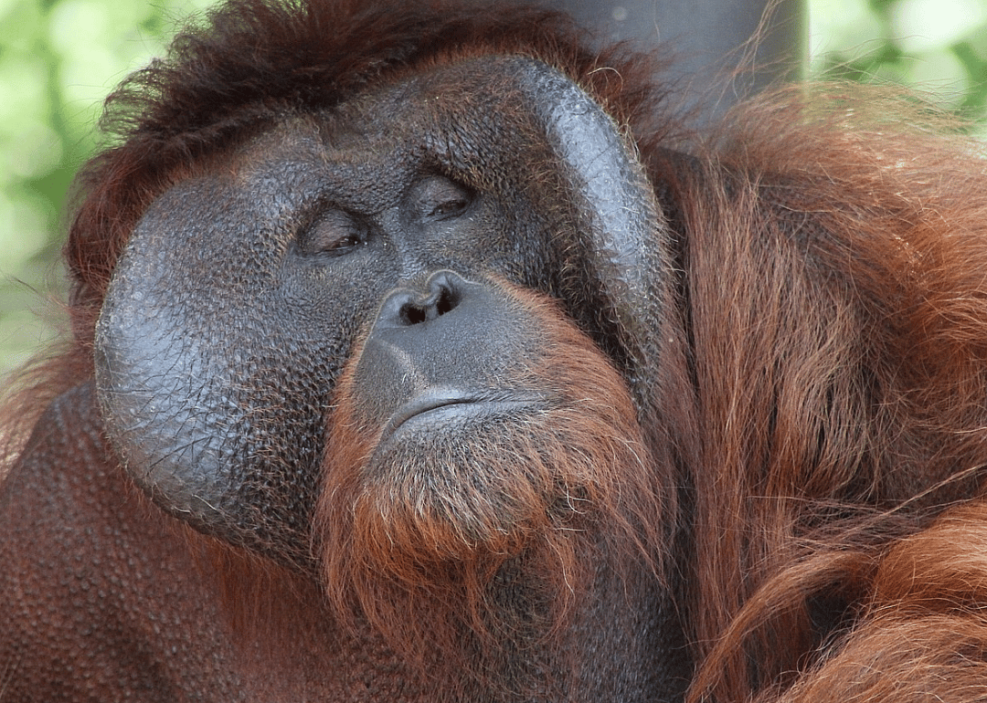 Orangutan