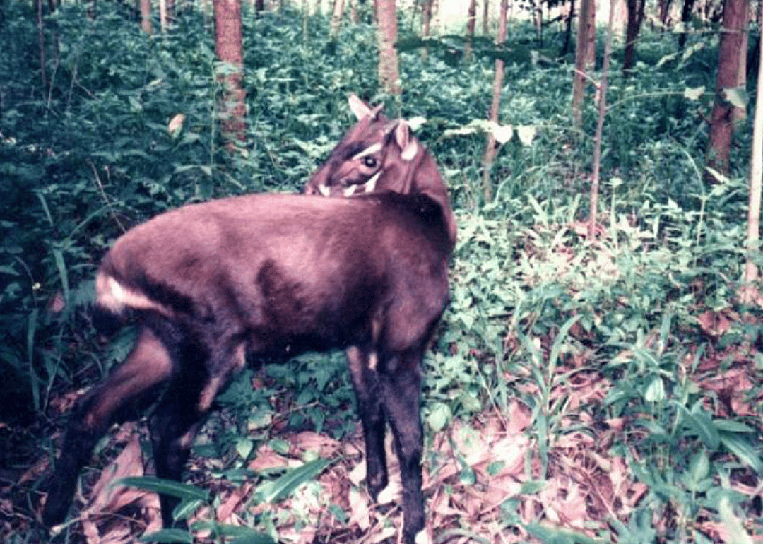 Saola
