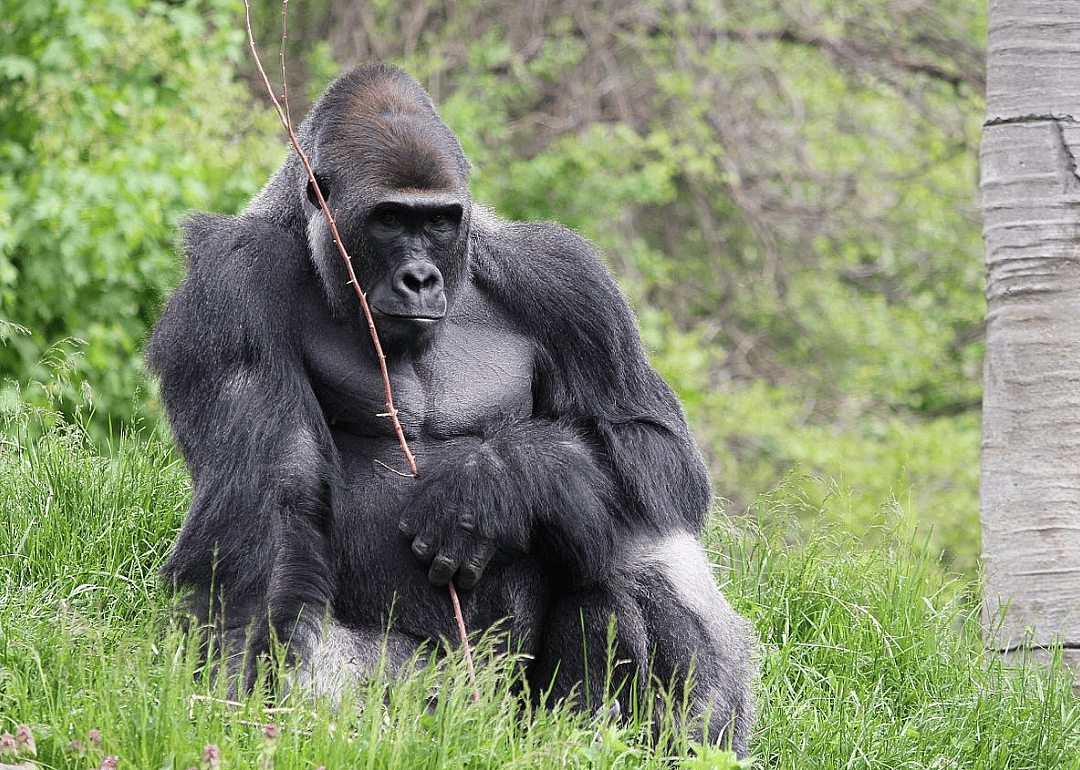 Western Lowland gorilla