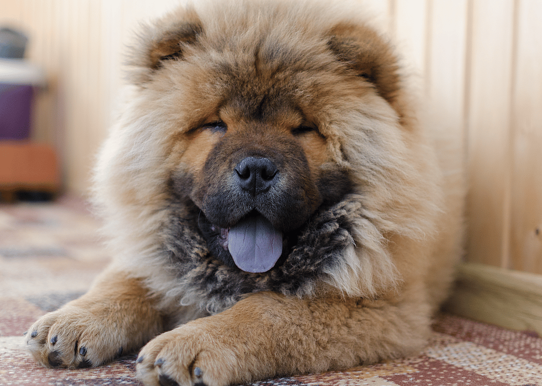 #20. Chow chow