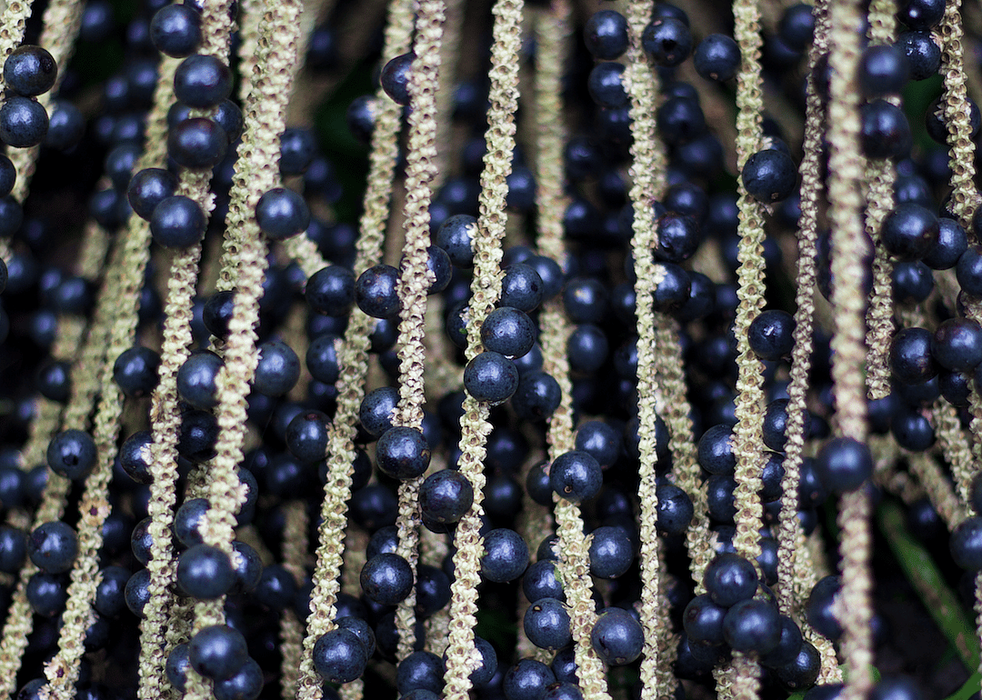 Acai