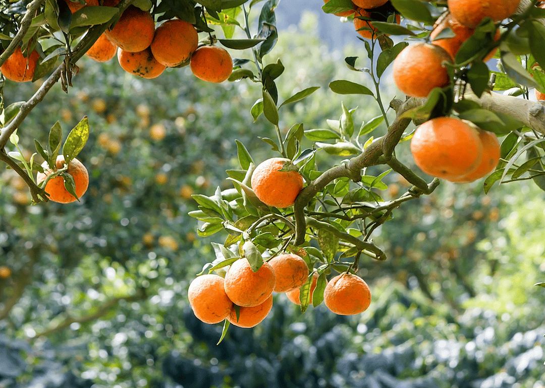 Oranges