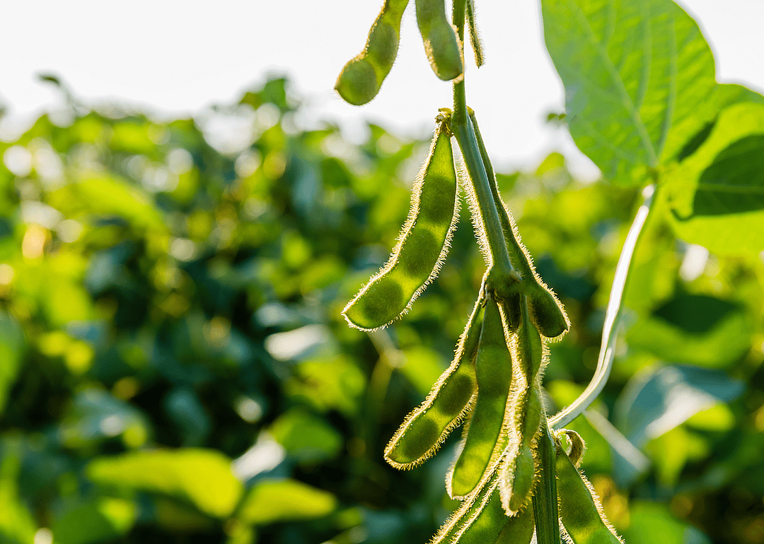 Soybeans
