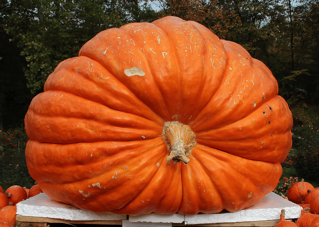 The largest pumpkin ever measured weighed 2,702 lb.