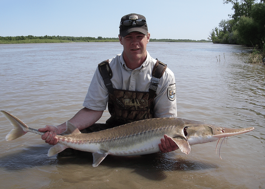 Iowa: Pallid sturgeon