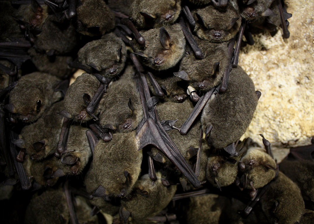 Indiana: Gray bat